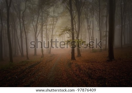 Similar – Foto Bild noch´ n wald Umwelt Natur