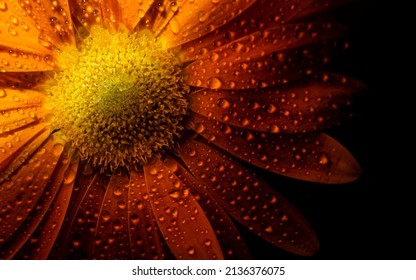 Dark yellow flower macro isolated on black background . close-up. Black background. Nature flower artificial light studio photograph.  - Shutterstock ID 2136376075
