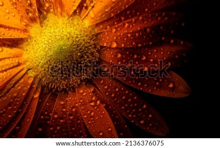 Dark yellow flower macro isolated on black background . close-up. Black background. Nature flower artificial light studio photograph. 
