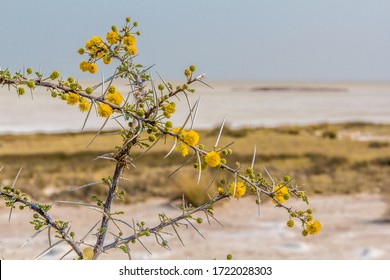 Dark Yellow Flowers Of Giraffe Thorn Acacia, Acacia Erioloba, With The Dry Etosha Pan On The Background Near Okaukejo In Namibia.