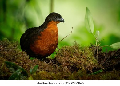 Dark-backed Wood-Quail - Odontophorus Melanonotus Bird Species In The Family Odontophoridae, The New World Quail, Found In Colombia And Ecuador In Forest.