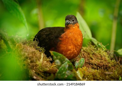 Dark-backed Wood-Quail - Odontophorus Melanonotus Bird Species In The Family Odontophoridae, The New World Quail, Found In Colombia And Ecuador In Forest.