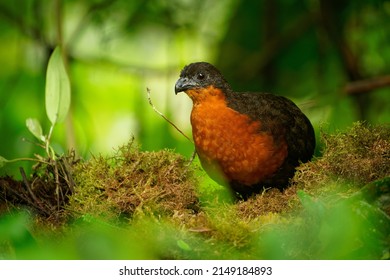 Dark-backed Wood-Quail - Odontophorus Melanonotus Bird Species In The Family Odontophoridae, The New World Quail, Found In Colombia And Ecuador In Forest.