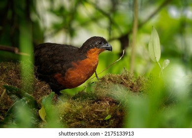 Dark-backed Wood-Quail - Odontophorus Melanonotus Bird Species In The Family Odontophoridae, The New World Quail, Found In Colombia And Ecuador In Forest.