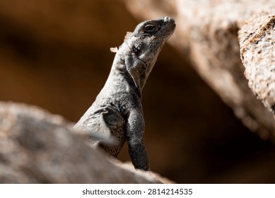 A dark-colored lizard basking on sunlit rocks in a natural habitat, captured in a close-up wildlife photograph with a warm, blurred background. Chukawallas are native to Joshua trees national park in the US. 