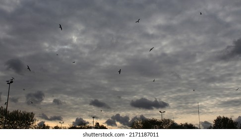 the darkening clouds in the sky, the last sunlight and the perfect photo of flying seagulls