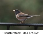 Dark-eyed Junco