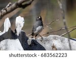 Dark-eyed Junco