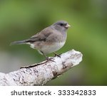 Dark-eyed Junco in Fall on Green Background