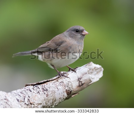 Dark-eyed Junco in Fall on Green Background