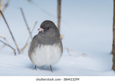 A Dark-Eyed Junco Found In Northern Lexington, Kentucky During A Winter Storm.