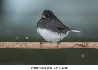 A Dark-Eyed Junco Found In Northern Lexington, Kentucky During A Winter Storm.