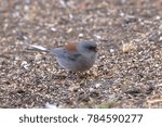 Dark-eyed Junco (Gray-headed)