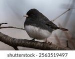 A dark-eyed junco, Junco hyemalis