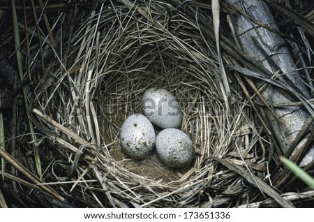 Dark-Eyed Junco (Junco Hyemalis) Eggs In Nest Woven From Grass