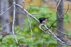 The Dark-eyed Junco (Junco Hyemalis), Male On The Branch Tree