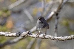 The Dark-eyed Junco (Junco Hyemalis), Male On The Branch Tree