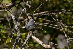The Dark-eyed Junco (Junco Hyemalis ), Male On The Branch Tree