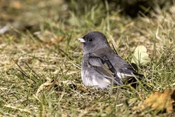 The Dark-eyed Junco (Junco Hyemalis), Male On The Meadow