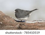 Dark-eyed Junco (hyemalis) on a branch in snow