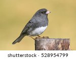 Dark-eyed Junco (hyemalis) on a stump with a colorful background