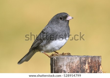Dark-eyed Junco (hyemalis) on a stump with a colorful background