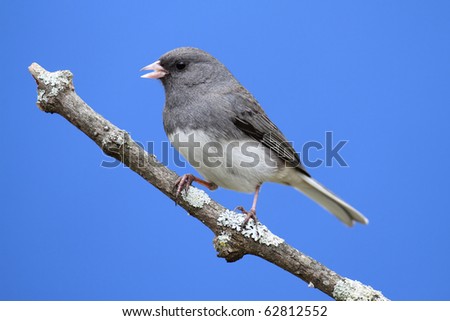 Dark-eyed Junco (hyemalis) on a stump with a blue sky background