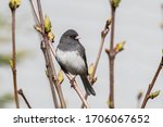 A Dark-eyed Junco (Junco hyemalis) perched on a branch of a budding shrub in spring.