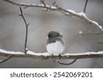 A Dark-eyed Junco (Junco hyemalis) perched on a tree branch in winter in Ohio