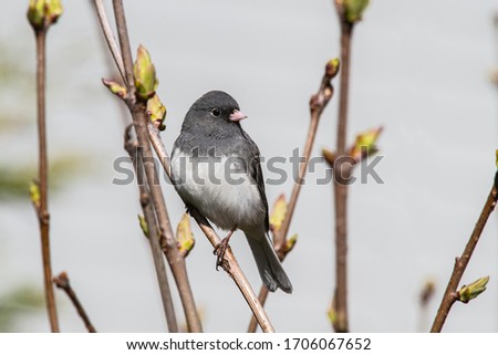 A Dark-eyed Junco (Junco hyemalis) perched on a branch of a budding shrub in spring.