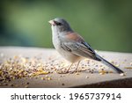 Dark-eyed Junco (Junco hyemalis), Red-backed variety, in Colorado