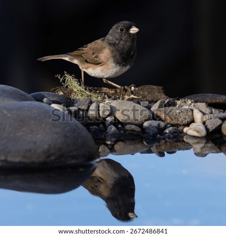 Dark-eyed Junco (Junco hyemalis) reflection in a small pond. Western Oregon