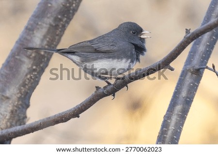 dark-eyed junco (Junco hyemalis) singing in spring