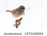 Dark-eyed Junco perched on dry plant. White, snowy background.