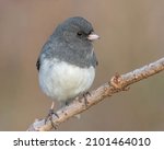 Dark-eyed junco Perched on a Tree Branch with a Beautiful Brown Background