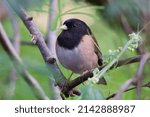 A Dark-eyed Junco perches on a branch.