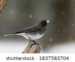 A dark-eyed junco perches on a stump in Wyoming