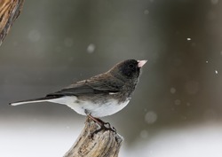 A Dark-eyed Junco Perches On A Stump In Wyoming's Winter.