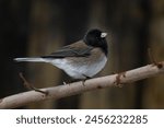 Dark-eyed Junco sitting on a branch. 