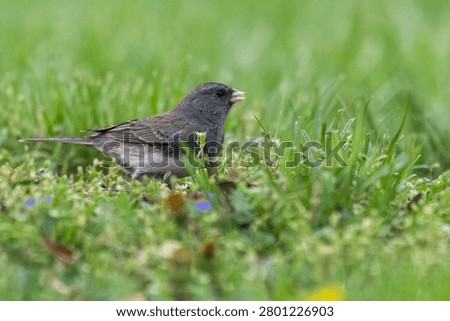 Dark-eyed junco standing in the grass.