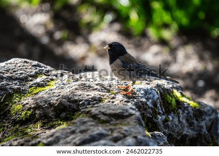 Dark-eyed Junco in Washington State
