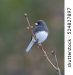 Dark-eyed Junco in Winter