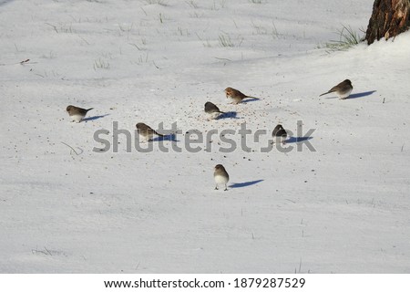 Dark-eyed juncos and a house sparrow feeding on birdseed atop the fallen snow in Cecil County, Elkton, Maryland.