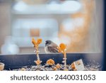 Dark-eyed Juncos Sparrow Eating Seed Bird Feeding Garden Balcony Food Coma Relaxing
