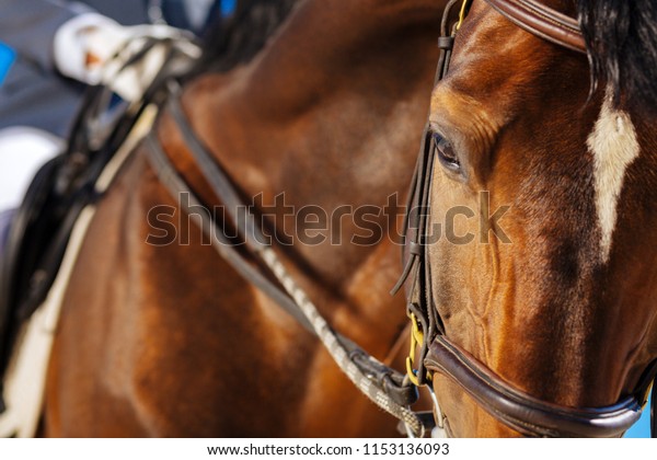 Dark-eyed racehorse. Beautiful\
dark-eyed racehorse looking a little bit tired and really\
exhausted