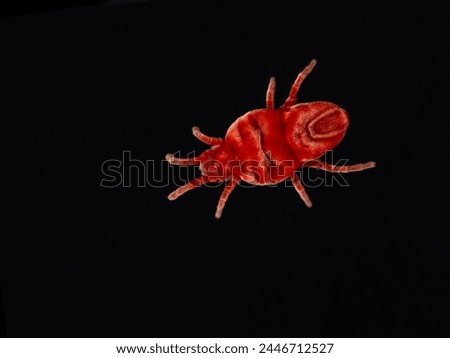 Darkfield image of the dorsal side of a tiny red velvet mite, Trombidiidae species, isolated on black