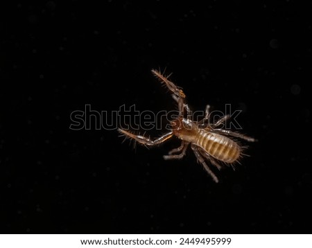 darkfield image of a very tiny pseudoscorpion (Apochthonius minimus), from above. Isolated on black