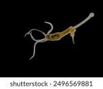 Darkfield photo of a brown hydra (Hydra oligactis) that has captured and consumed a mosquito larva