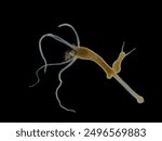 Darkfield photo of a brown hydra (Hydra oligactis) that  is in the process of swallowing a tiny mosquito larva