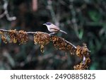 dark-fronted babbler, western ghats, indian birds, wildlife photography, karnataka birdwatching, india, karnataka, wild, wildlife, birdwatching, babbler, forest, birding, bird, dandeli, kumargowda